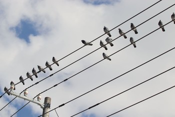 2021年3月8日(月) 伊達市の野鳥観察記録