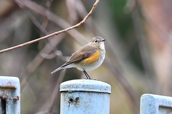 ルリビタキ 早戸川林道 2017年1月2日(月)