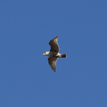 Slaty-backed Gull 室蘭イタンキ Mon, 3/8/2021