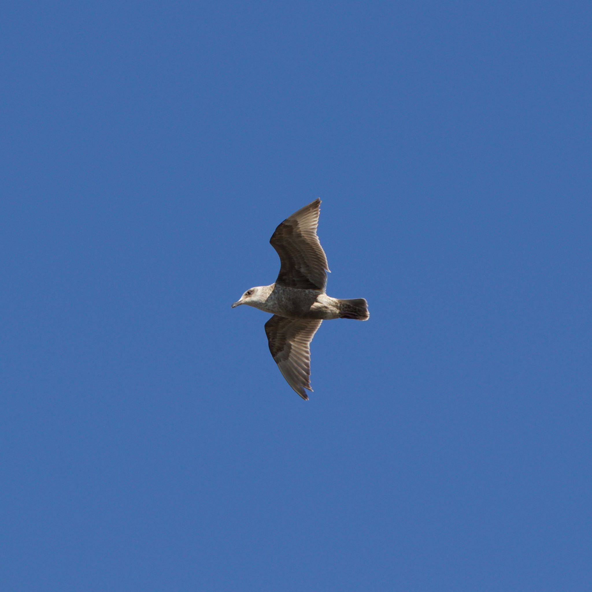 Slaty-backed Gull