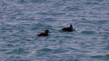 Harlequin Duck 室蘭イタンキ Mon, 3/8/2021