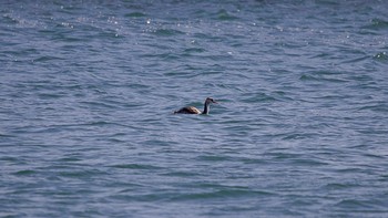 Great Crested Grebe 室蘭イタンキ Mon, 3/8/2021