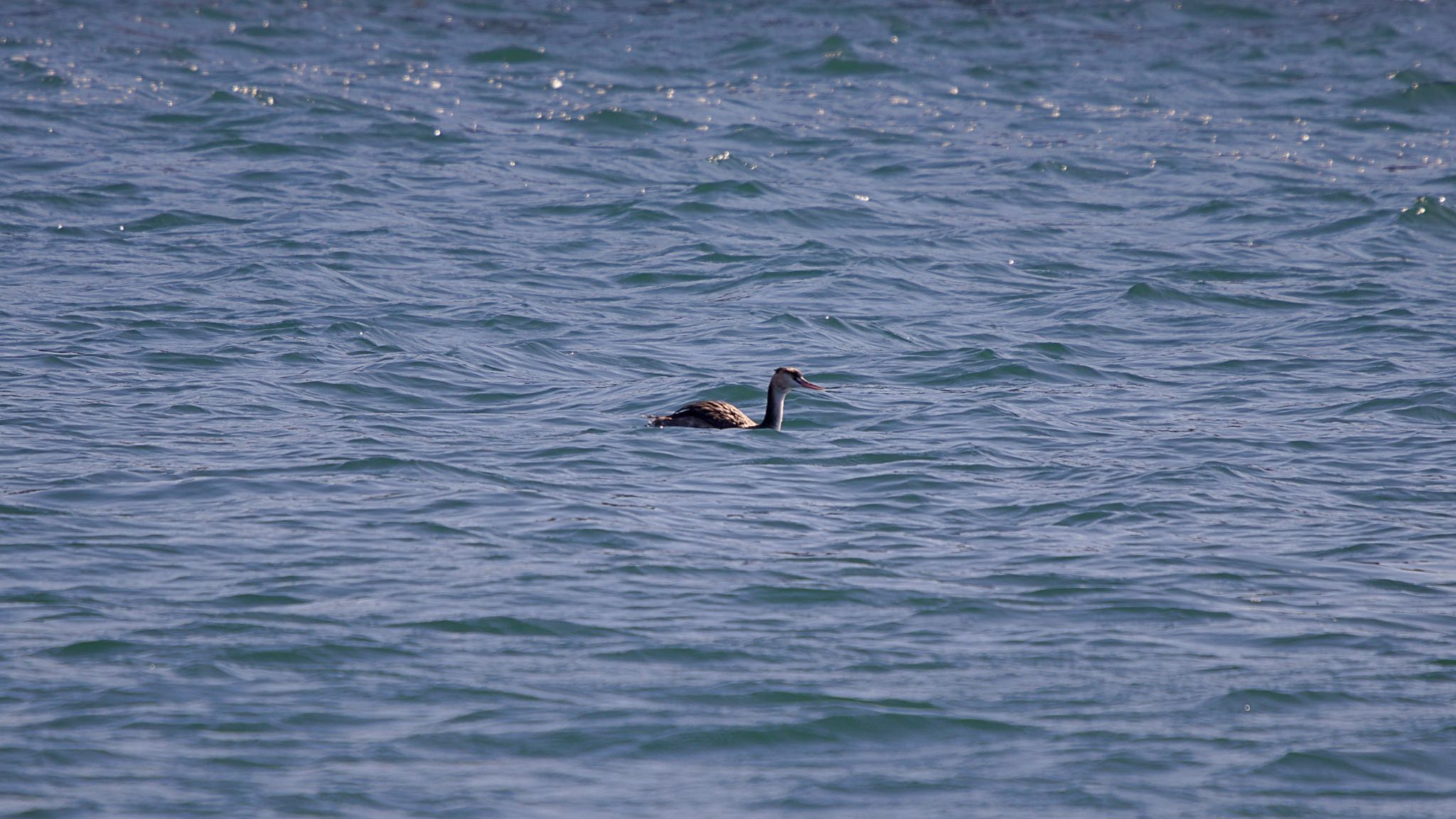 Great Crested Grebe