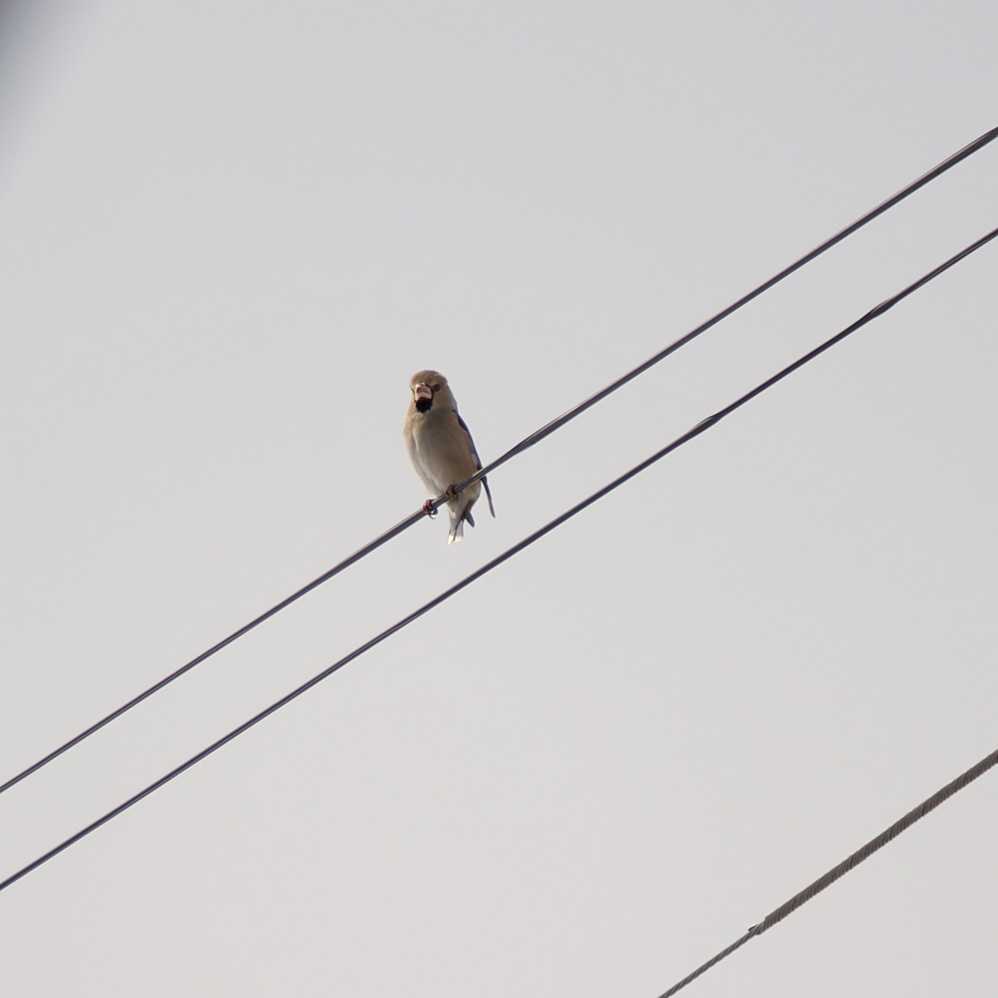 Hawfinch