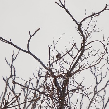 Willow Tit 伊達市 Mon, 3/8/2021