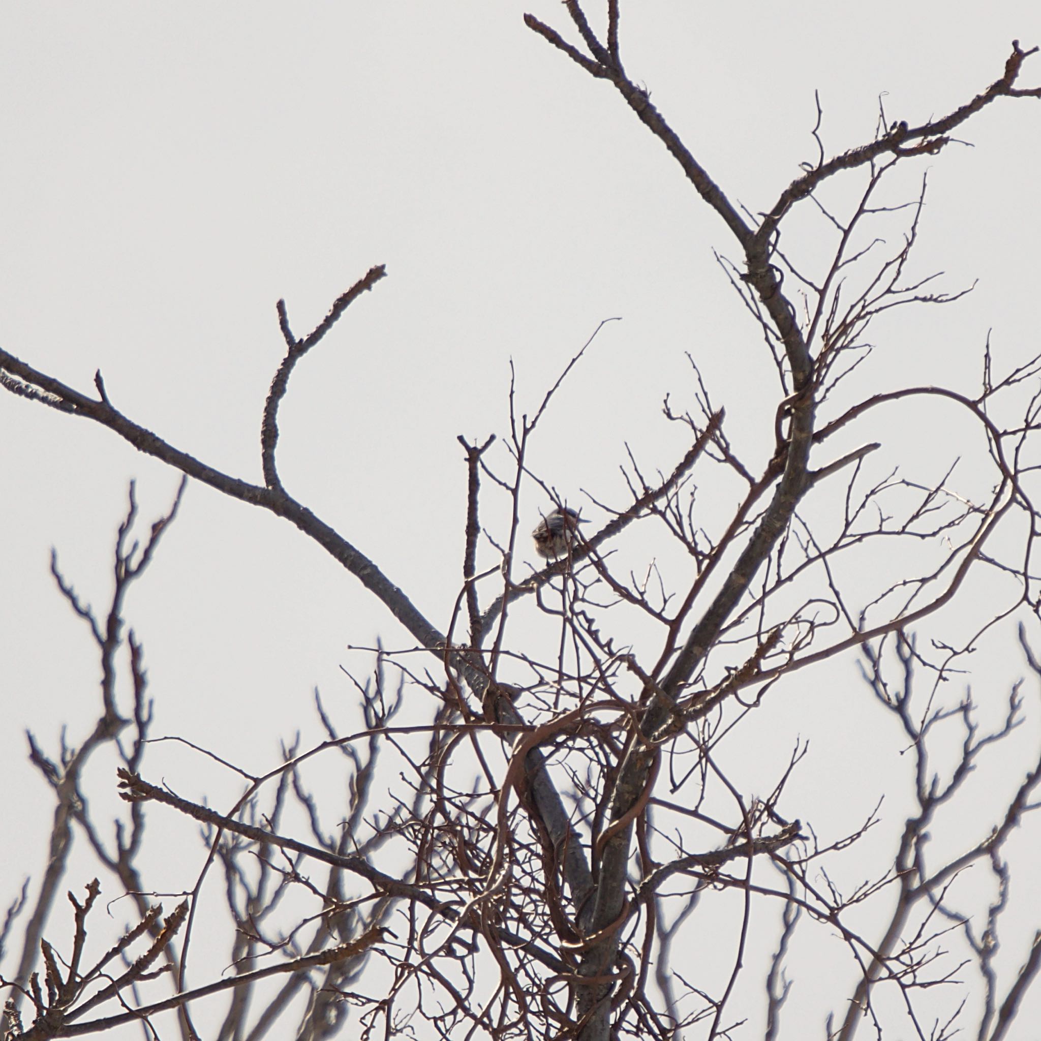 Willow Tit