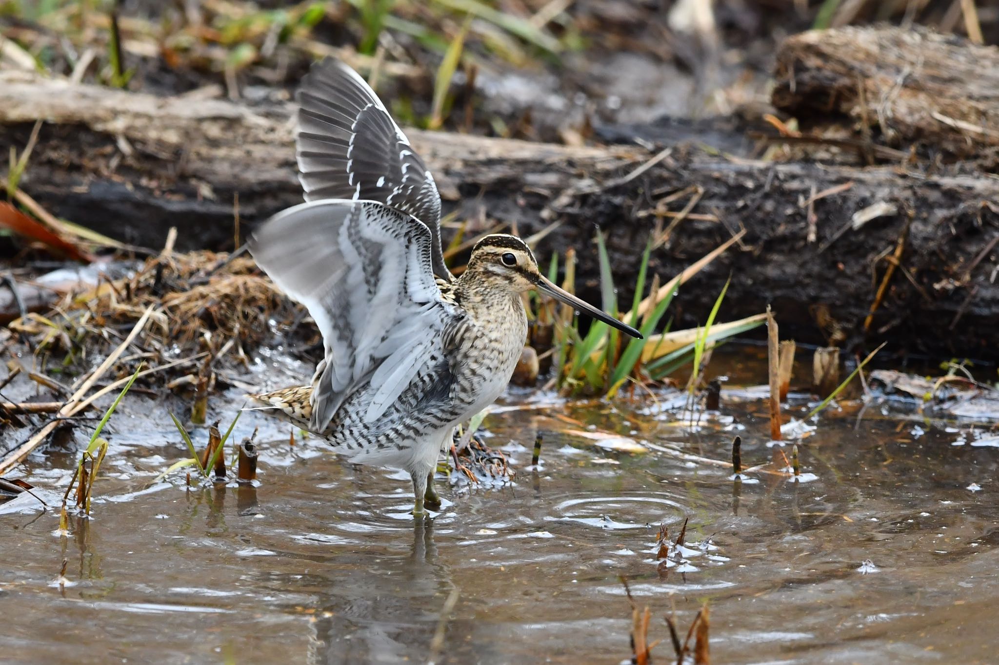 Photo of Common Snipe at Maioka Park by ぺんぺん草