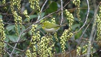 Warbling White-eye Unknown Spots Sat, 3/6/2021