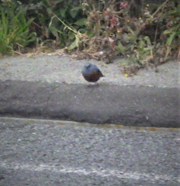 Blue Rock Thrush 東名高速道路 Sun, 3/7/2021