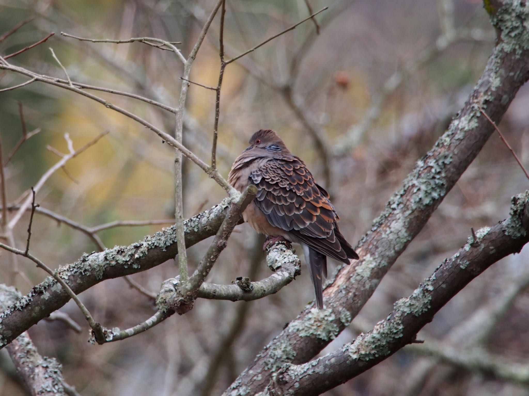 Photo of Oriental Turtle Dove at 神戸市北区 by Moe