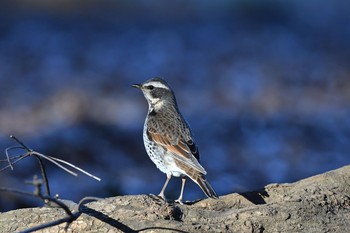 Dusky Thrush Yoyogi Park Fri, 12/30/2016