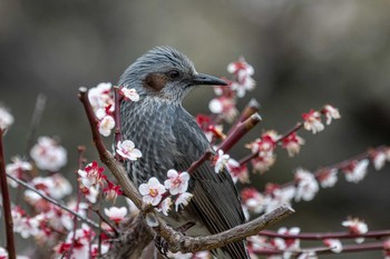 Brown-eared Bulbul Osaka castle park Mon, 3/8/2021