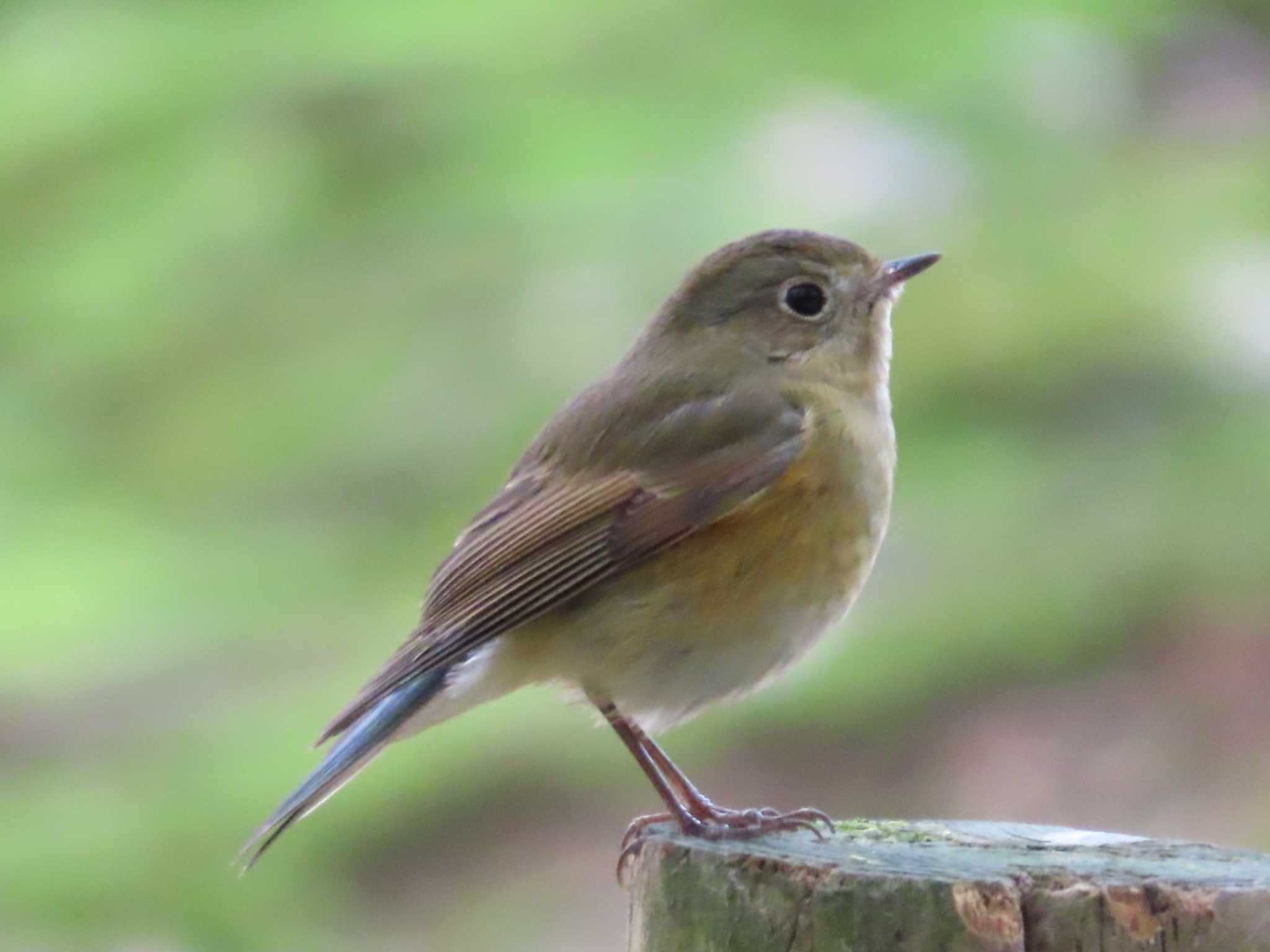 Photo of Red-flanked Bluetail at 岡山後楽園 by タケ