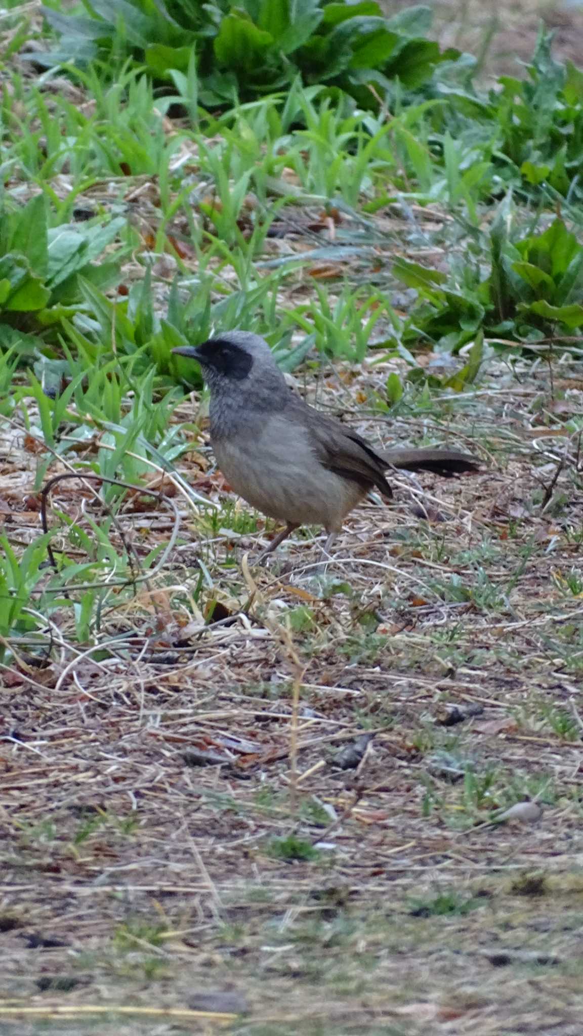 Masked Laughingthrush