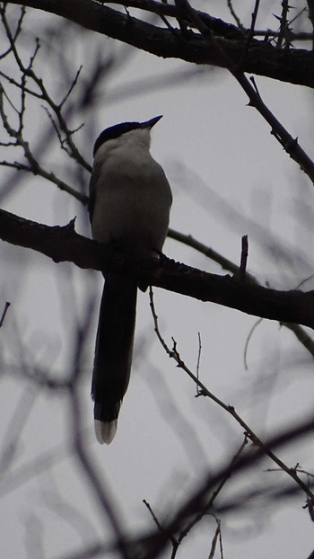 Azure-winged Magpie 多摩川 Mon, 3/8/2021