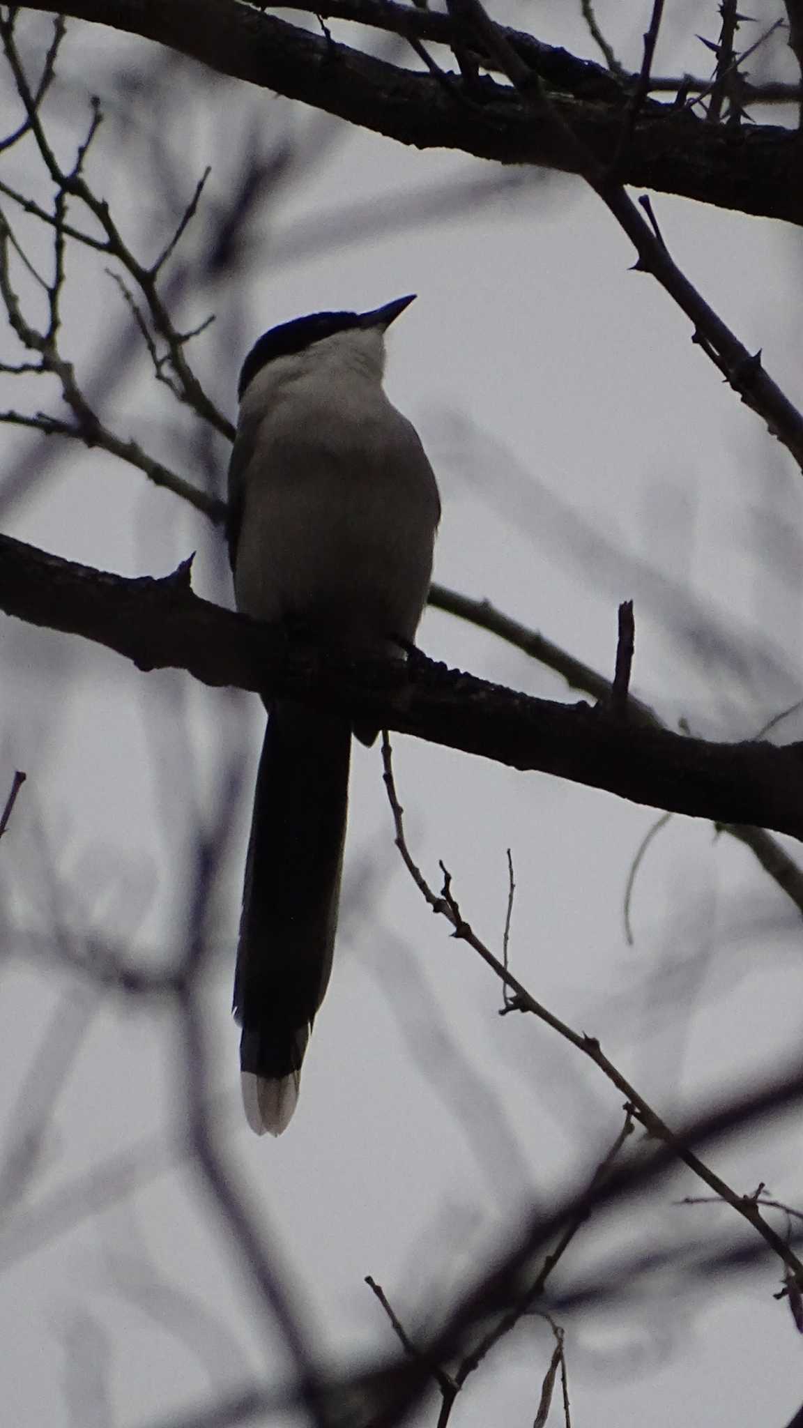 Azure-winged Magpie