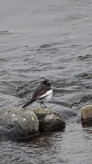 Japanese Wagtail 多摩川 Mon, 3/8/2021