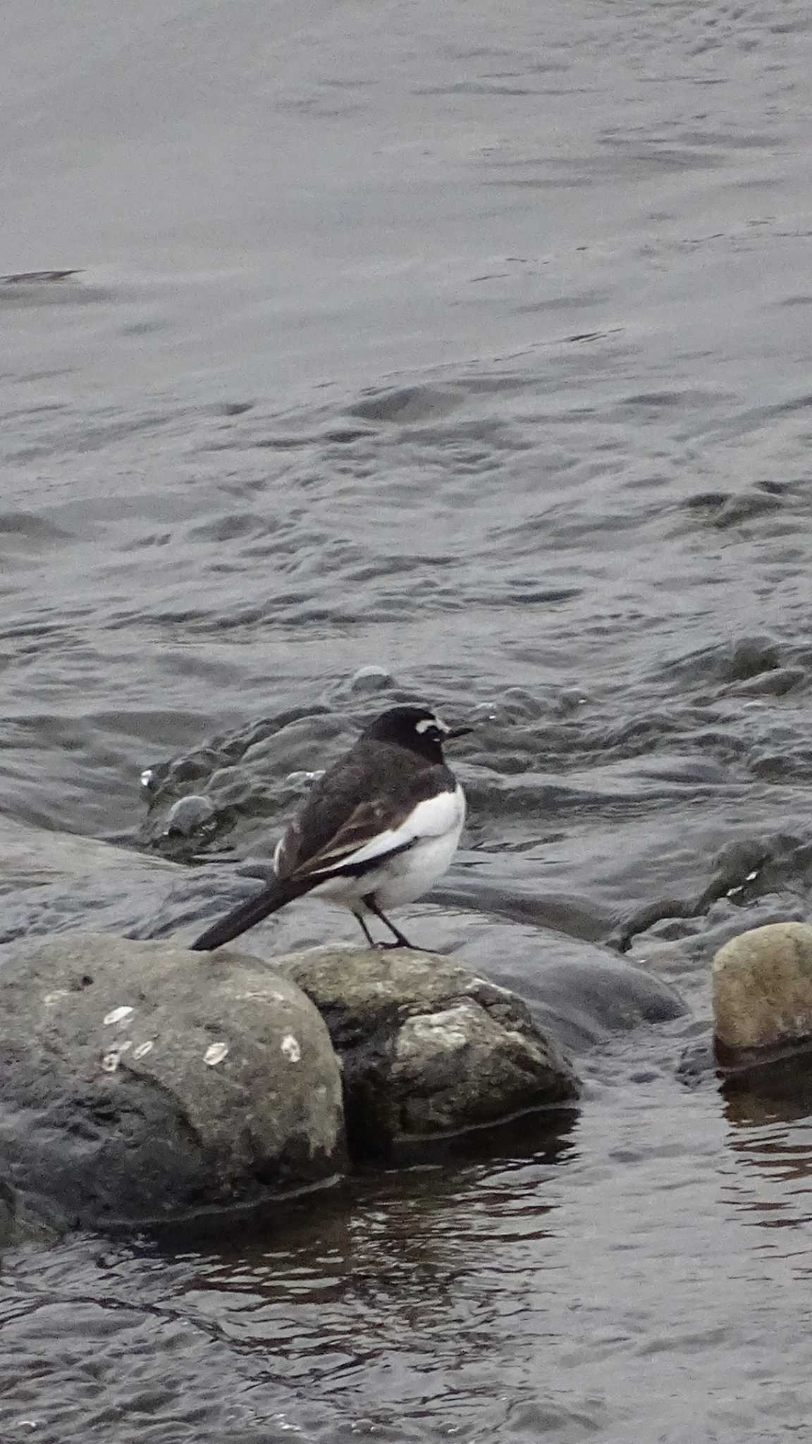 Japanese Wagtail