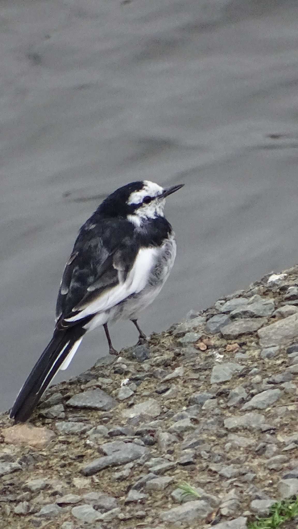 White Wagtail