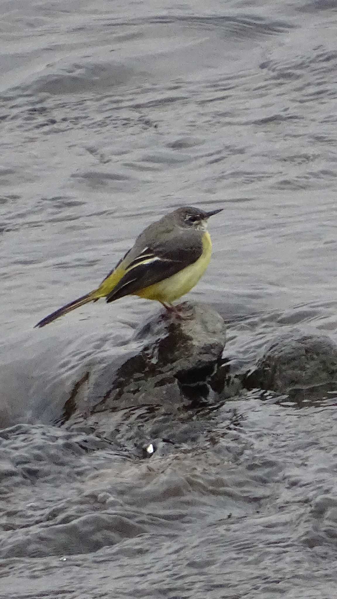 Grey Wagtail