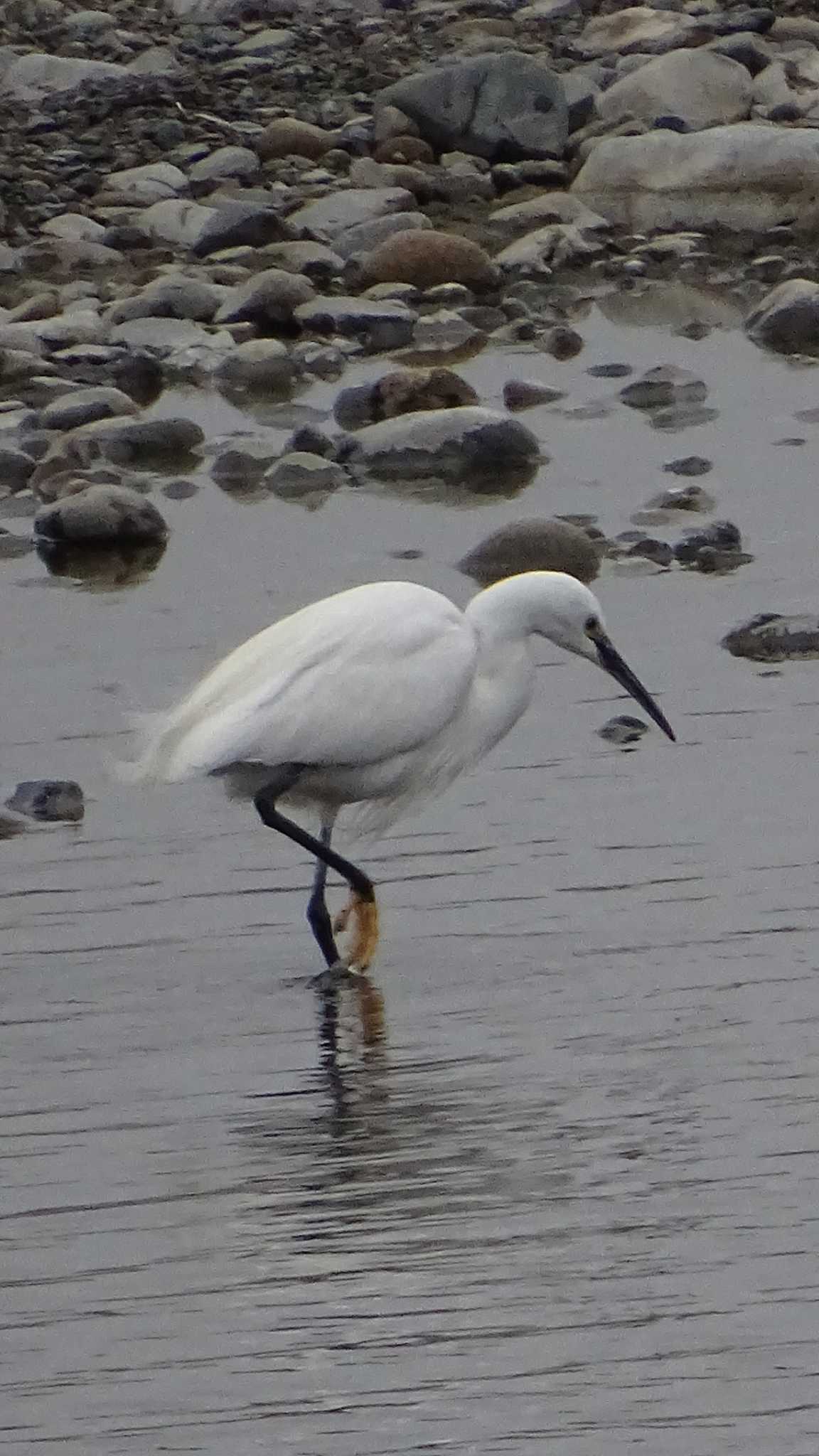 Little Egret