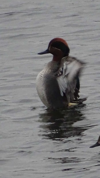 2021年3月8日(月) 多摩川の野鳥観察記録