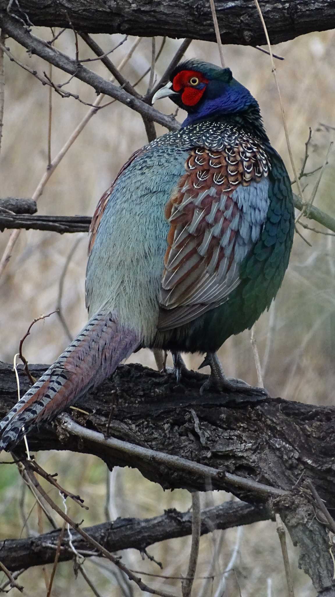 Green Pheasant