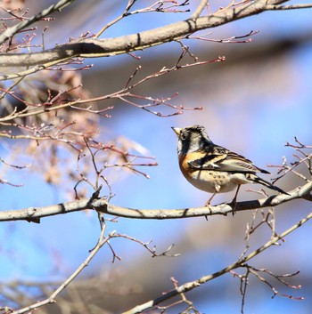 Brambling Showa Kinen Park Wed, 1/25/2017