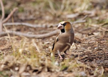 シメ 秋ヶ瀬公園 2021年3月1日(月)