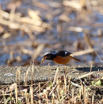 Daurian Redstart Showa Kinen Park Wed, 1/25/2017