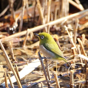 Warbling White-eye Showa Kinen Park Wed, 1/25/2017