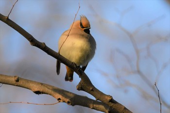 2021年2月28日(日) 東高根森林公園の野鳥観察記録