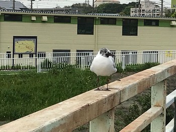 Black-headed Gull 芝川 Sat, 4/7/2018