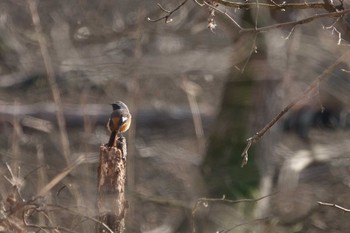 2021年2月13日(土) 井頭公園の野鳥観察記録