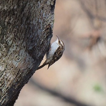 Eurasian Treecreeper 御岳山、御岳山神社 Thu, 1/26/2017