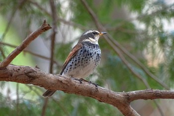 Dusky Thrush Yoyogi Park Tue, 3/19/2019