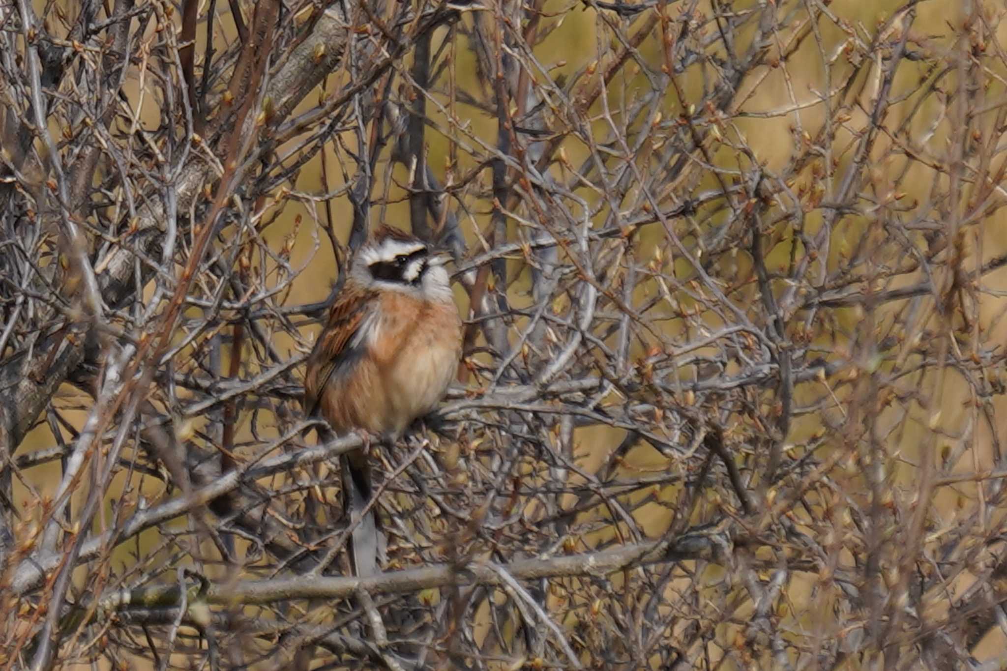 Photo of Meadow Bunting at 神戸市北区 by nearco