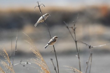 ツリスガラ 場所が不明 2021年2月21日(日)