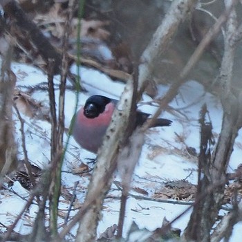 Eurasian Bullfinch 御岳山、御岳山神社 Thu, 1/26/2017