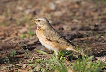 ハチジョウツグミ 埼玉県狭山市 2021年3月4日(木)