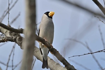 イカル 神奈川県海老名市 2021年3月4日(木)