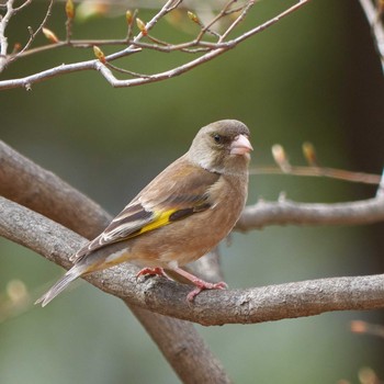 Grey-capped Greenfinch Yoyogi Park Tue, 3/19/2019