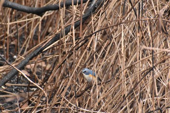 ルリビタキ 守谷野鳥のみち 2021年3月7日(日)