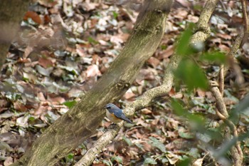 ルリビタキ 守谷野鳥のみち 2021年3月7日(日)