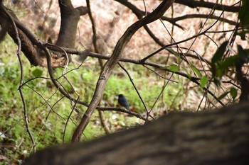 ルリビタキ 守谷野鳥のみち 2021年3月7日(日)