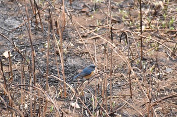 ルリビタキ 守谷野鳥のみち 2021年3月7日(日)