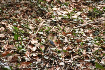 ルリビタキ 守谷野鳥のみち 2021年3月7日(日)