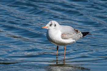 ユリカモメ 明石公園 2021年1月9日(土)