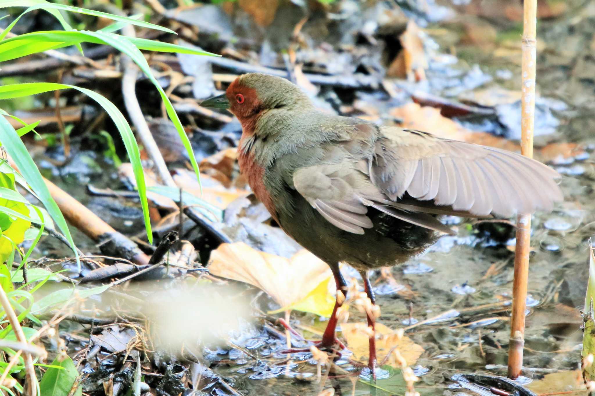 Ruddy-breasted Crake