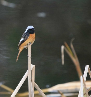 ジョウビタキ 行徳野鳥保護区 2021年3月9日(火)